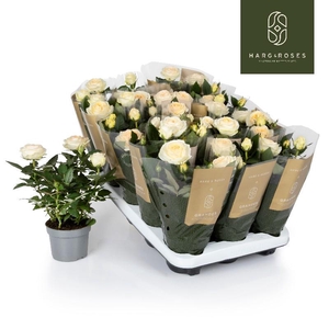 Rosa Kordana creme Grande Belami - 4795