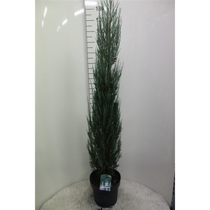 Juniperus scopulorum 'Blue Arrow' P31 potgedrukt