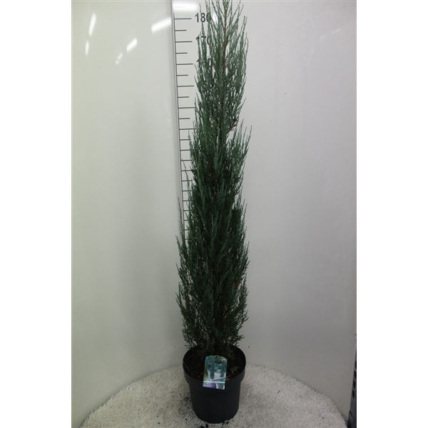 <h4>Juniperus scopulorum 'Blue Arrow' P31 potgedrukt</h4>