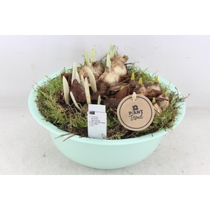 arr4 Bollenmix PL - Zink bolschaaltje los Groen