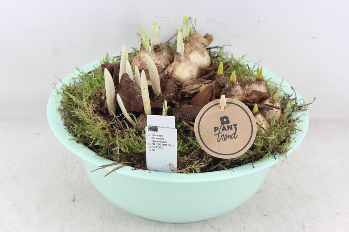 <h4>arr4 Bollenmix PL - Zink bolschaaltje los Groen</h4>