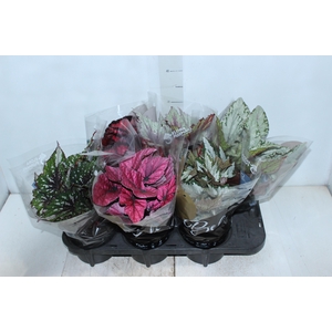 BEGONIA BELEAF P15 PO