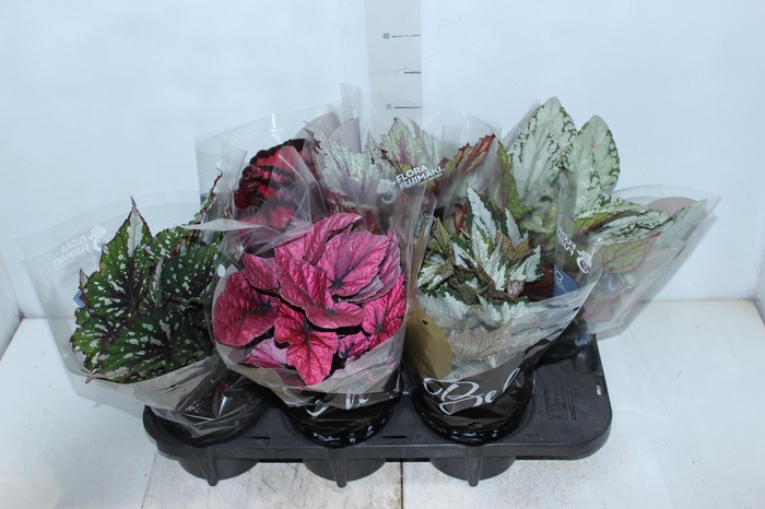 <h4>BEGONIA BELEAF P15 PO</h4>