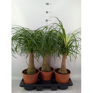 Beaucarnea recurvata
