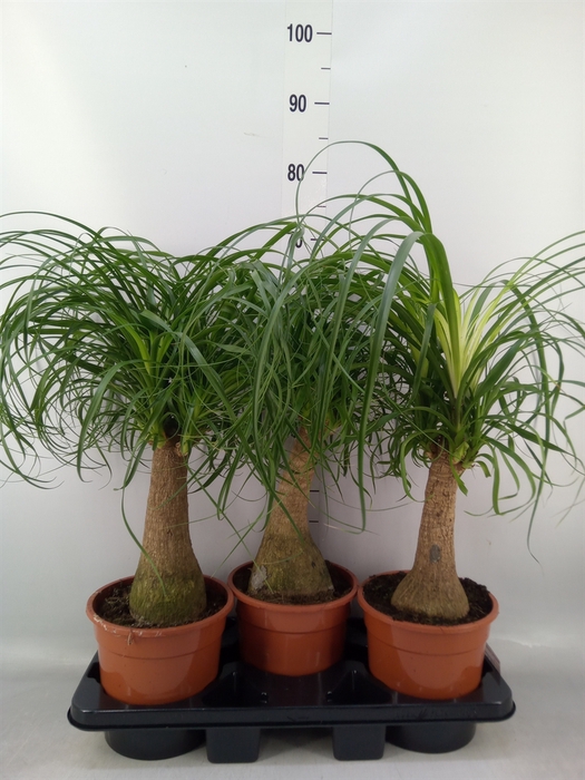 <h4>Beaucarnea recurvata</h4>