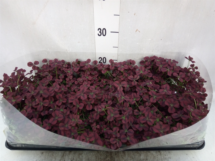 <h4>Trifolium rubens</h4>