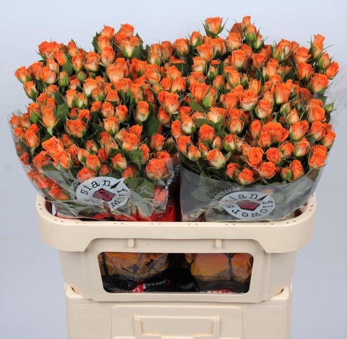 <h4>R TR PICANTO</h4>