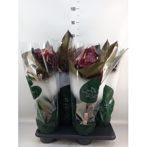 Anthurium andr. 'Delicata'