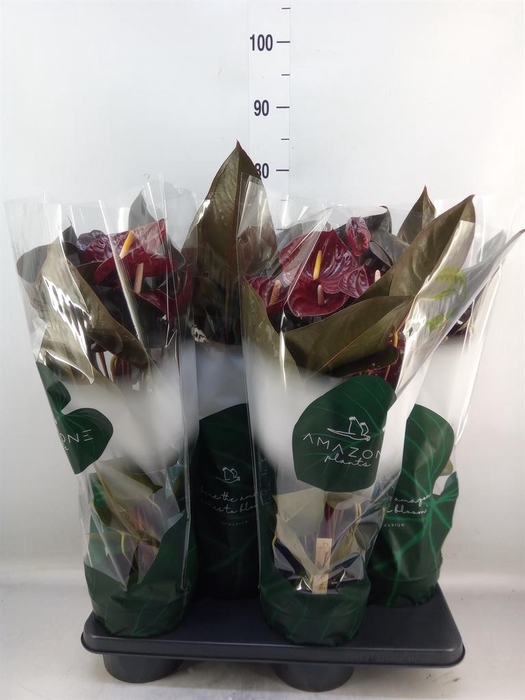 <h4>Anthurium andr. 'Delicata'</h4>