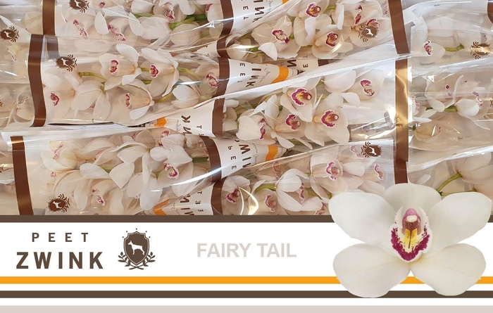 <h4>CYMB T FAIRY TAIL</h4>