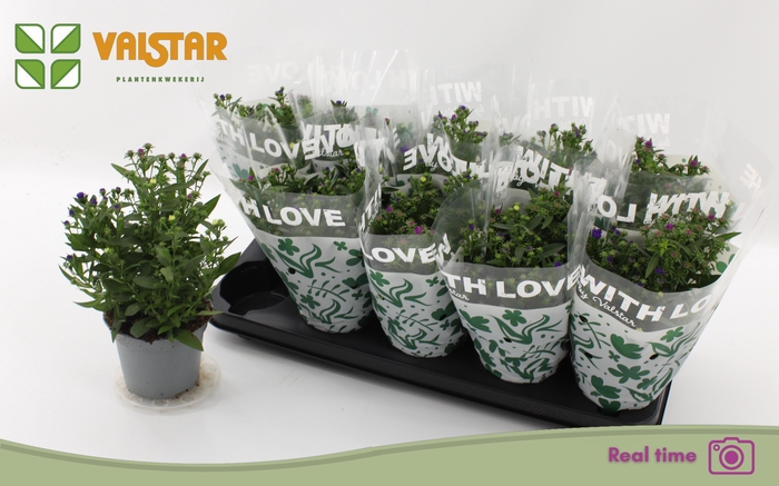 <h4>ASTER NB OV</h4>