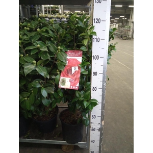 Camellia japonica