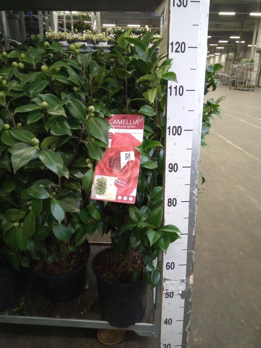 <h4>Camellia japonica</h4>