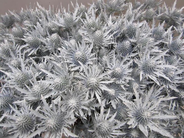 <h4>Eryn Orion Wit L50</h4>