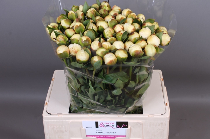 <h4>Paeonia Bridal Shower</h4>