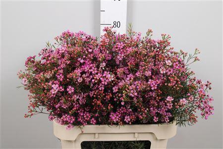 <h4>Chame Un Jupiter</h4>