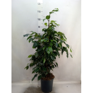 Ficus benja. 'Danielle'