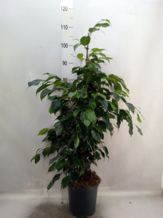 <h4>Ficus benja. 'Danielle'</h4>