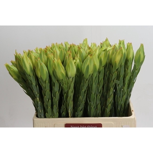 Leucadendron Procerum