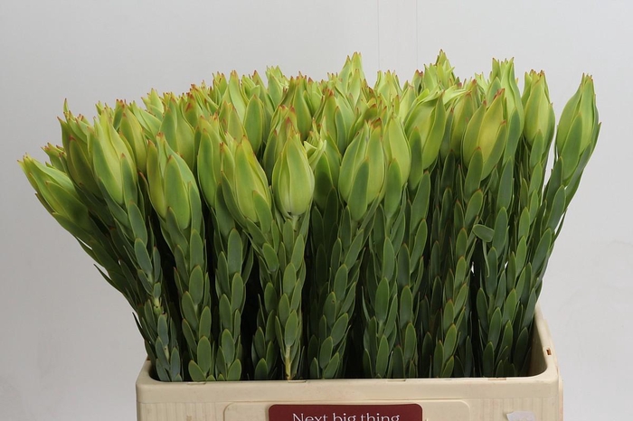 <h4>Leucadendron Procerum</h4>