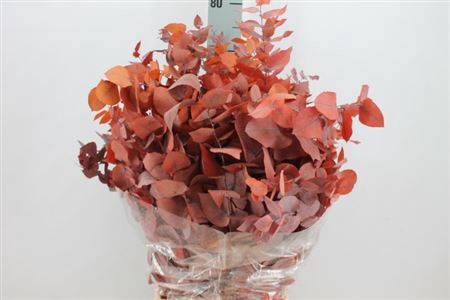 <h4>Euca Stuartiana Stabilizzata Oranje</h4>