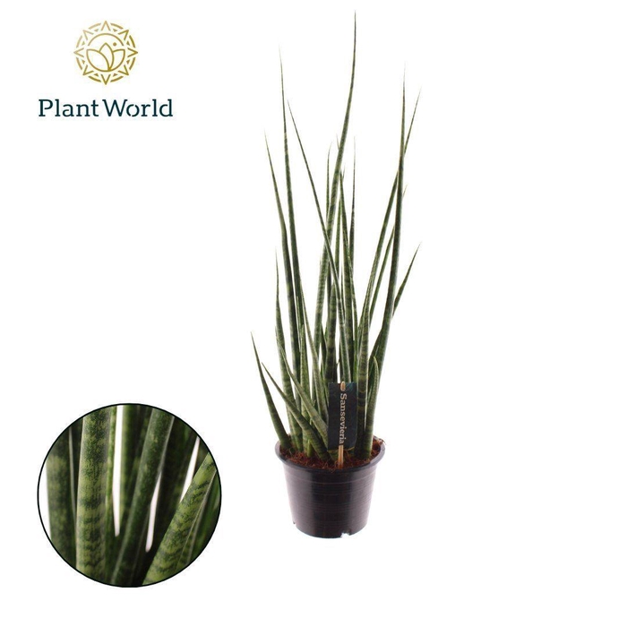 <h4>Sansevieria 'Digitorum'</h4>