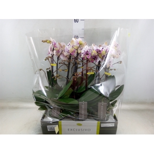 Phalaenopsis multi.   ...