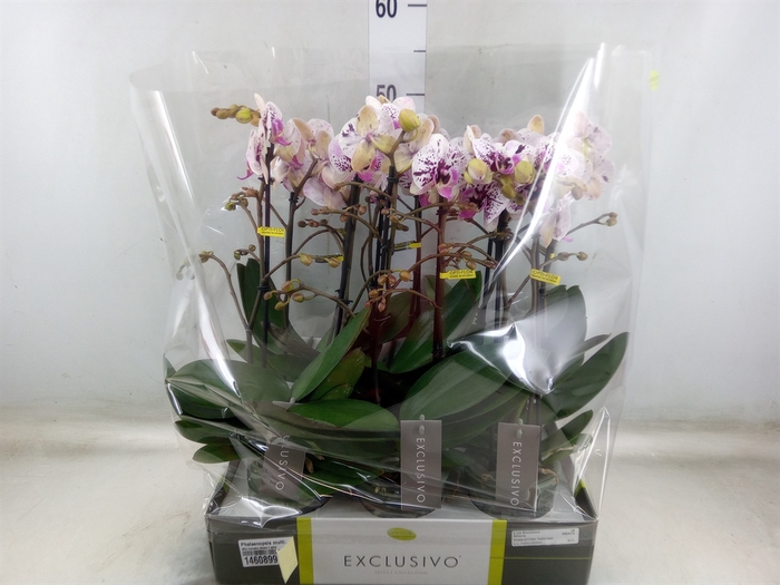 <h4>Phalaenopsis multi.   ...</h4>