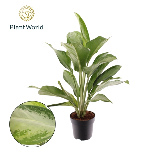<h4>Aglaonema Cleopatra</h4>