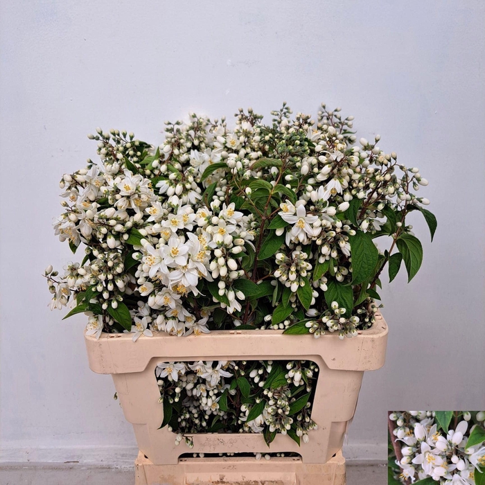 <h4>DEUTZIA MAGICAL SPRING DEUTZIA MAGI</h4>