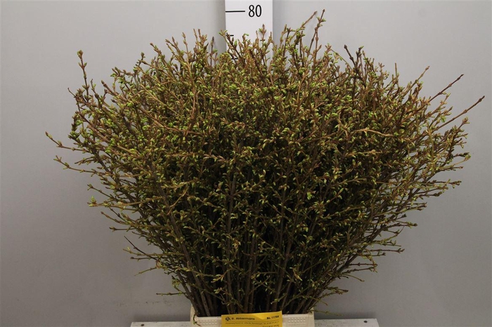 <h4>Forsy I Spectabilis</h4>