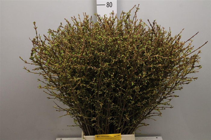 <h4>Forsy I Spectabilis</h4>