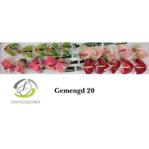 Anth A Love Mix 9 cm X20 Evanty