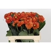 Dahlia Orange Fox