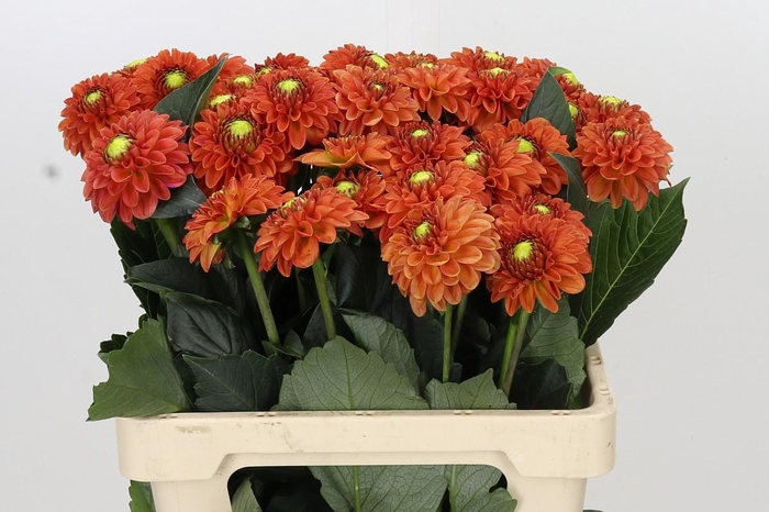 <h4>Dahlia Orange Fox</h4>