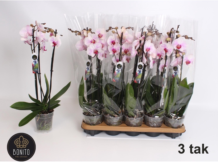 <h4>PHAL AN DENVER</h4>