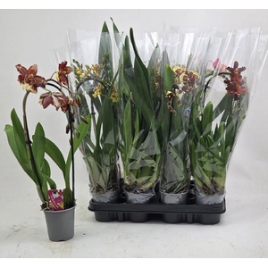 ORCHIDEEEN GEM