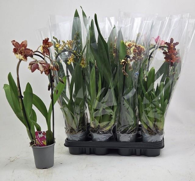 <h4>ORCHIDEEEN GEM</h4>