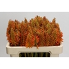 Kniphofia Eycone Orange