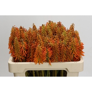 Kniphofia Eycone Orange