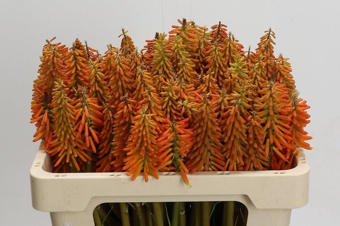 Kniphofia Eycone Orange