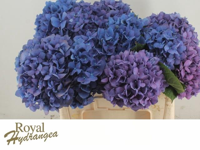 <h4>HYDR M CH PIMPERNEL</h4>