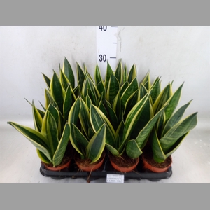 Sansevieria trifa.   ...