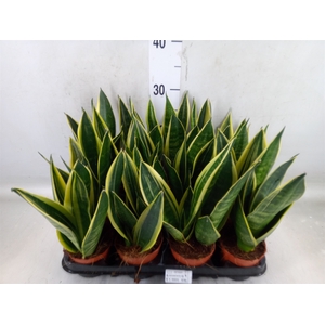 Sansevieria trifa.   ...