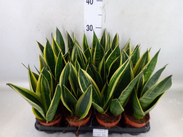 <h4>Sansevieria trifa.   ...</h4>