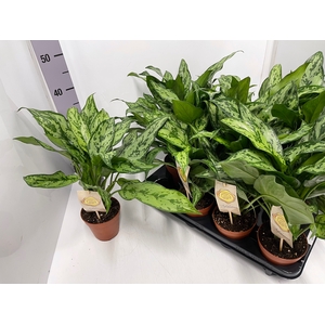 Aglaonema Romeo 12Ø 35cm