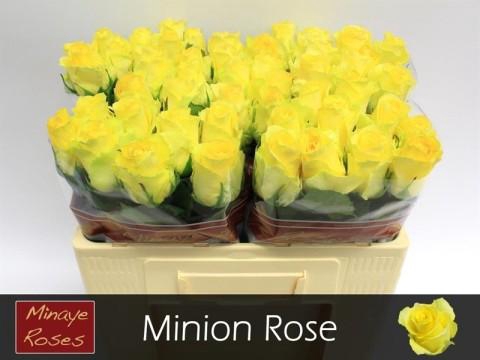 <h4>Rosa large minion rose</h4>