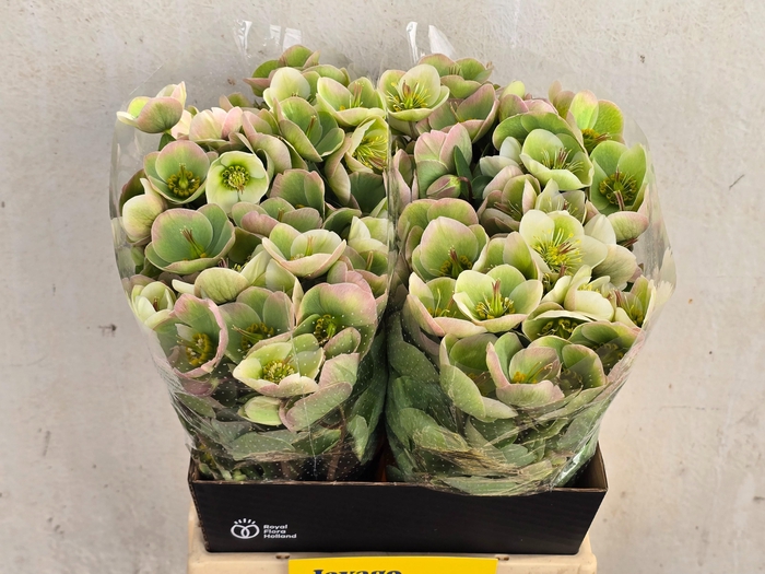 <h4>HELL FRK MOONDANCE</h4>