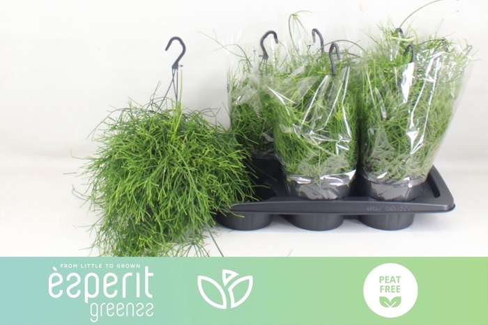 <h4>Rhipsalis baccifera Oasis</h4>