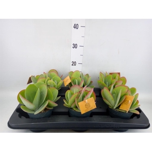 Kalanchoe NF thyrsiflora